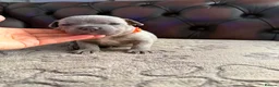 Staffordshire Bull Terrier dogs for sale: Adorable KC registered blue staffy puppies  - Advert 14