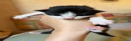 Mixed Breed cats for sale: Beautiful Kittens Looking for Forever Homes 🏡❤️ - Advert 9