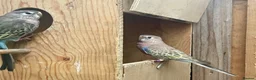 Parakeets birds for sale: Hand reared Bourkes Parakeets  - Advert 5