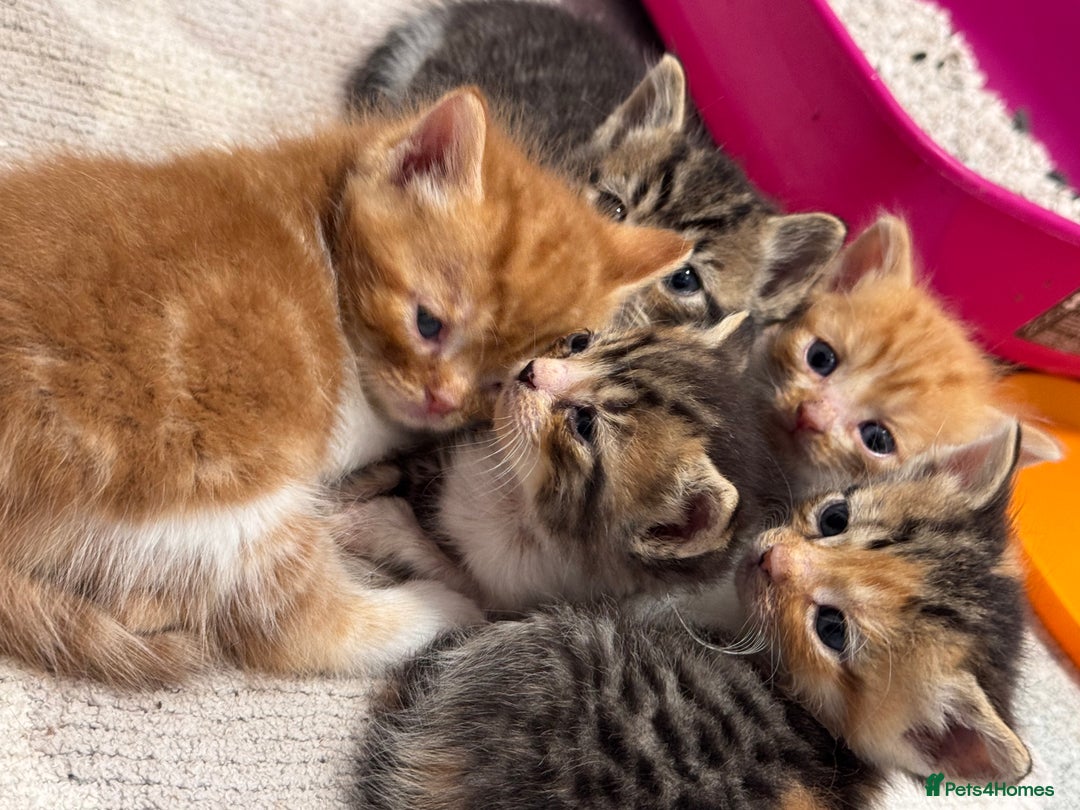 Persian cats for sale:  6 Persian kittens  - Image 5