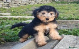 Mixed Breed dogs for sale: ABSOLUTELY STUNNING FOXYPOO PUPPIES - Image 6