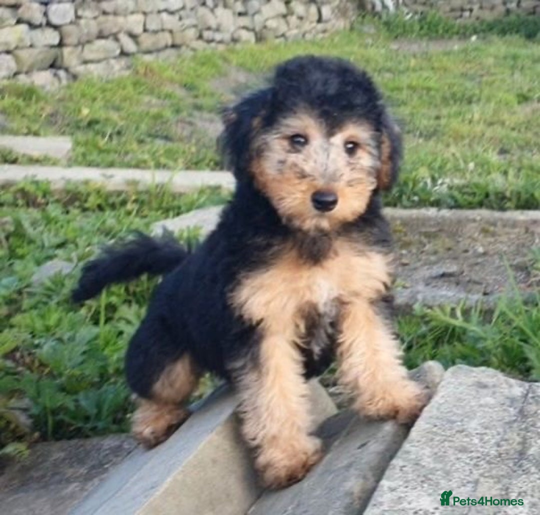 Mixed Breed dogs for sale: ABSOLUTELY STUNNING FOXYPOO PUPPIES - Image 6