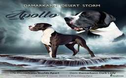 Great Dane dogs for stud: OPEN FOR STUD Stunning Apollo in Bathgate - Image 1