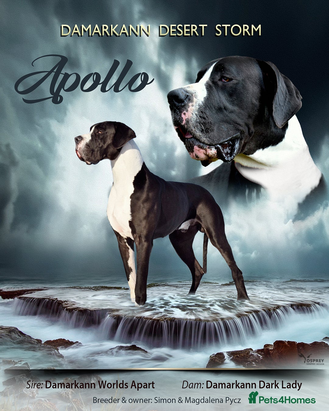 Great Dane dogs for stud: OPEN FOR STUD Stunning Apollo in Bathgate - Image 1