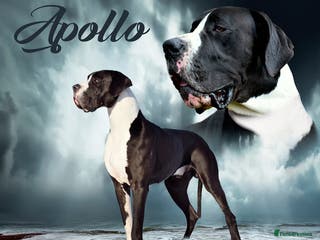 Great Dane dogs OPEN FOR STUD Stunning Apollo in Bathgate - Advert 1
