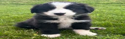 Bernese Mountain Dog dogs for sale: Beautiful Bordernese Puppies - Advert 11