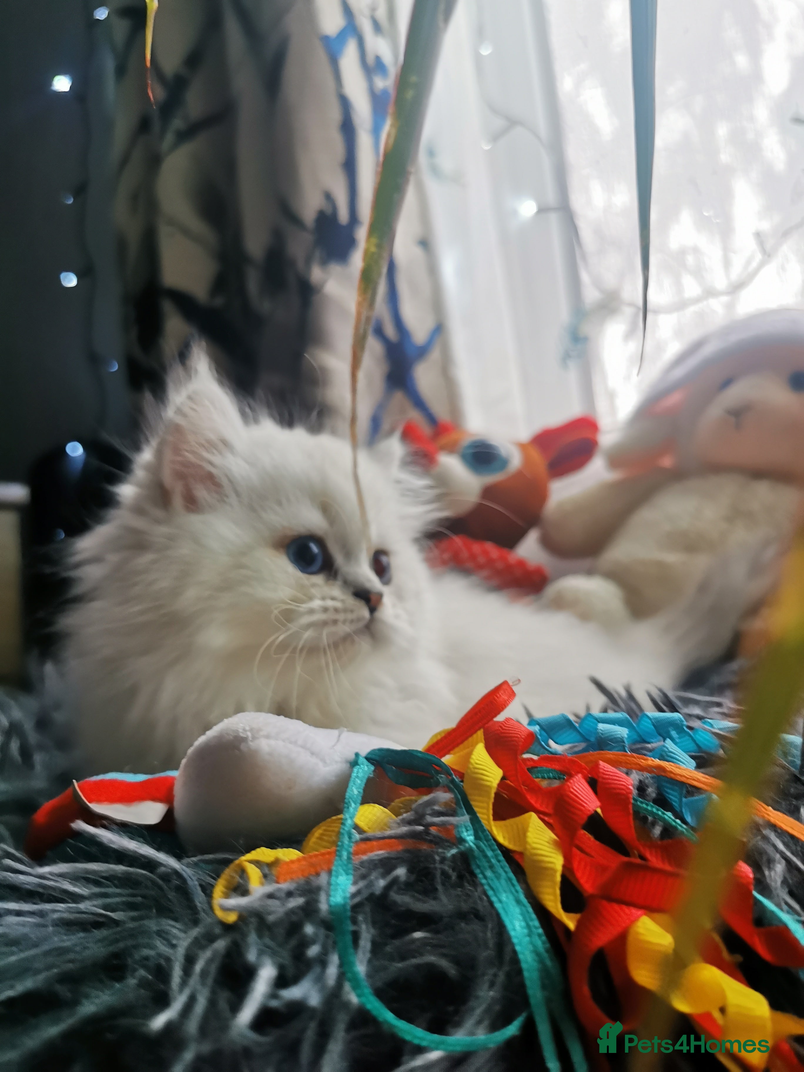 Scottish Fold cats Scottish Fold 1 Boys Left💙 - Advert 9