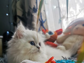 Scottish Fold cats Scottish Fold 1 Boys Left💙 - Advert 3