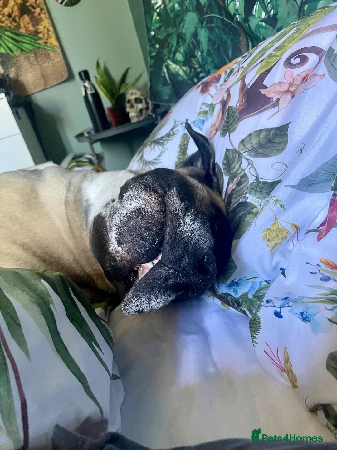 Mastiff dogs for sale: Mastiff looking for his forever home  - Image 6