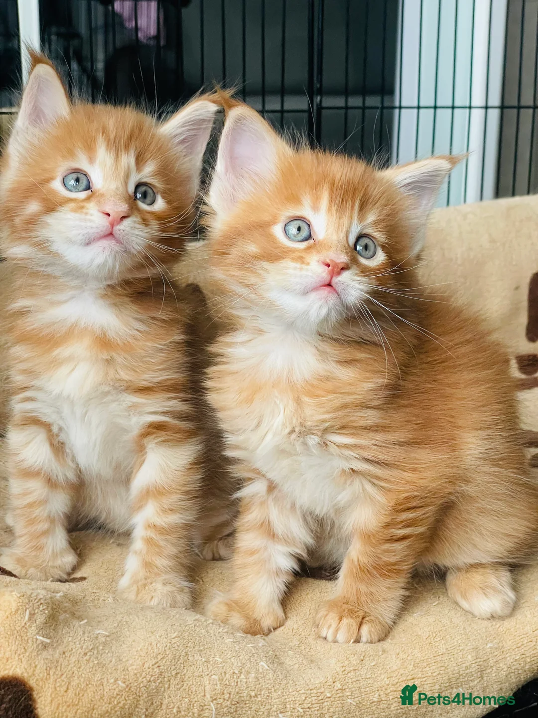 Maine Coon cats for sale: Ginger maine coon kittens- Little suns( 23.12.25) - Advert 2