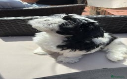 Shih Tzu dogs for sale: Puppies Shih tzu  in Peterborough - Image 12