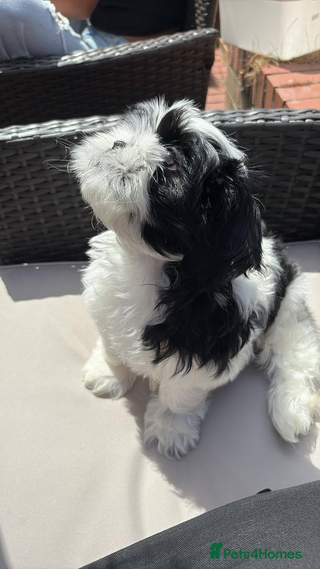 Shih Tzu dogs for sale: Puppies Shih tzu  in Peterborough - Image 12