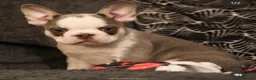 French Bulldog dogs for sale: Husky Koi French Bulldogs  - Advert 10