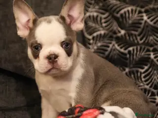 French Bulldog dogs Husky Koi French Bulldogs - Advert 16