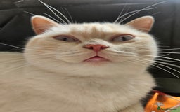 British Shorthair cats for sale: British Shorthair Colourpoint Female 14mths - Advert 5