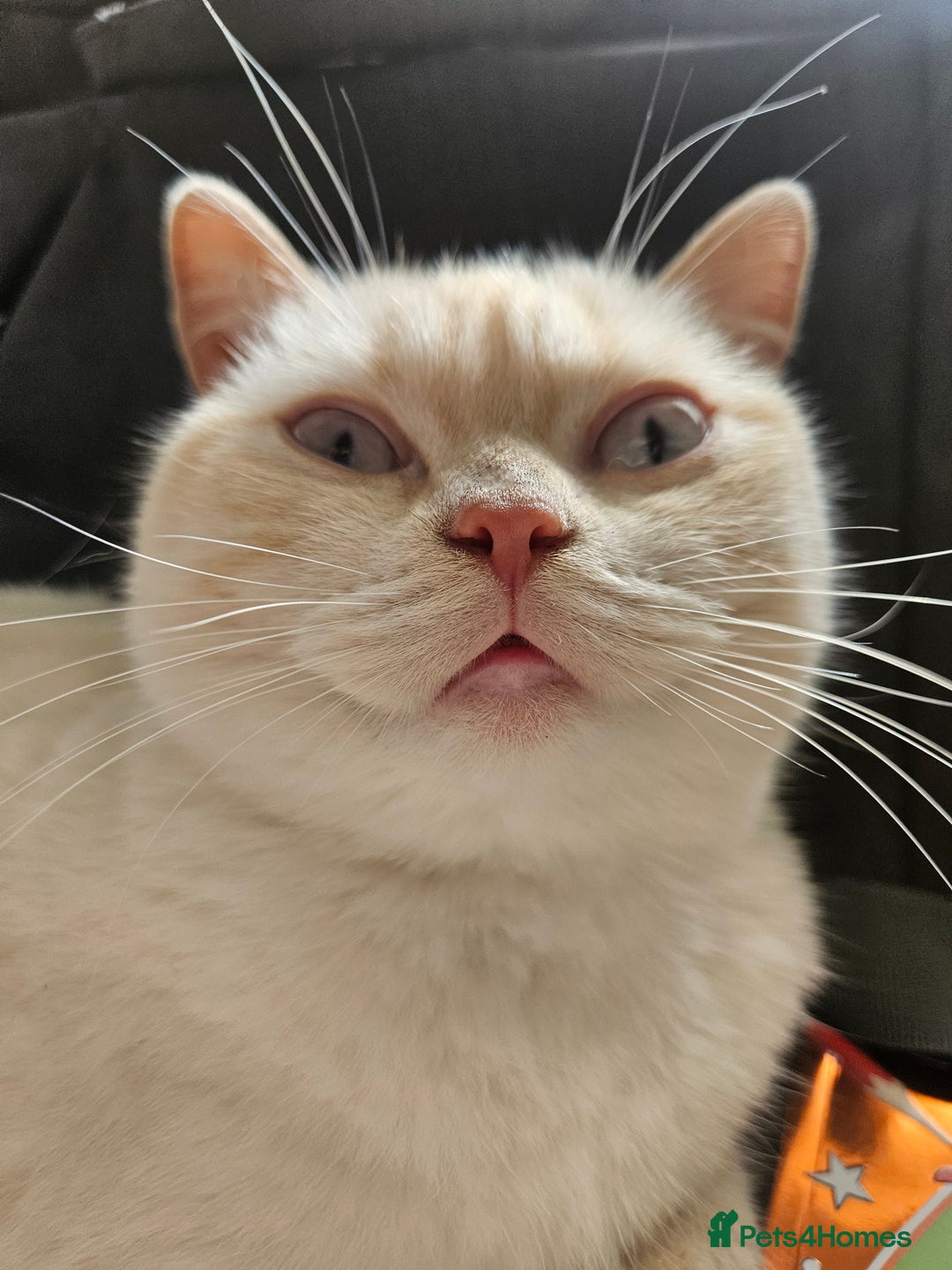 British Shorthair cats for sale: British Shorthair Colourpoint Female 14mths - Advert 5