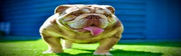 English Bulldog dogs for stud: Wow Taz  ENGLISH BULLDOG STUD  in Canvey Island - Advert 1
