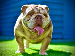 English Bulldog dogs Wow Taz ENGLISH BULLDOG STUD in Canvey Island - Advert 20