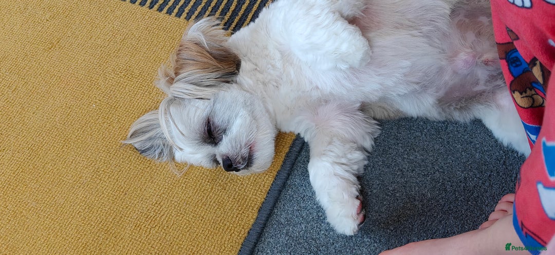 Shih Tzu dogs for sale: Shih tzu - Advert 2