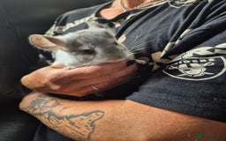 Chinchilla rodents for sale: White mosaic chinchilla  - Image 4