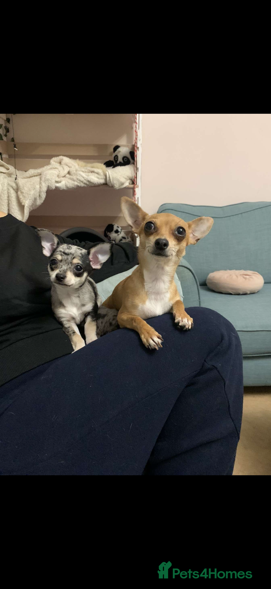 Chihuahua dogs for sale: Mum and daughter chihuahua must go together  - Advert 3
