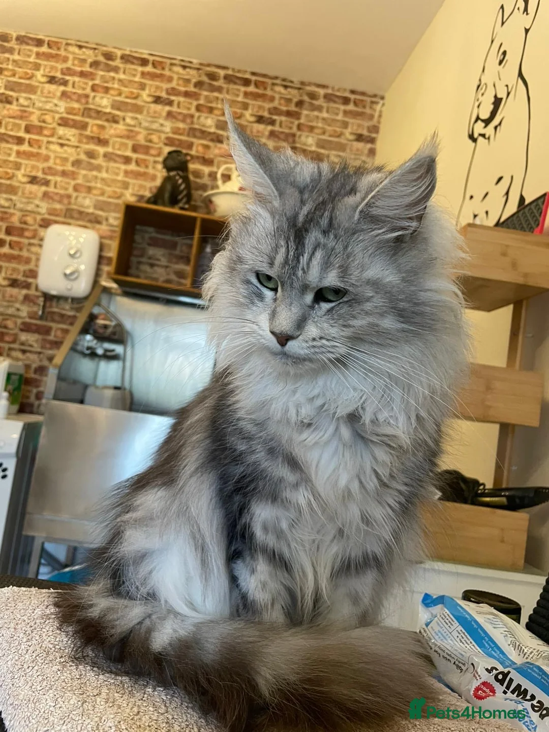 Maine Coon cats for sale: Stunning silver tabby girl  - Advert 3
