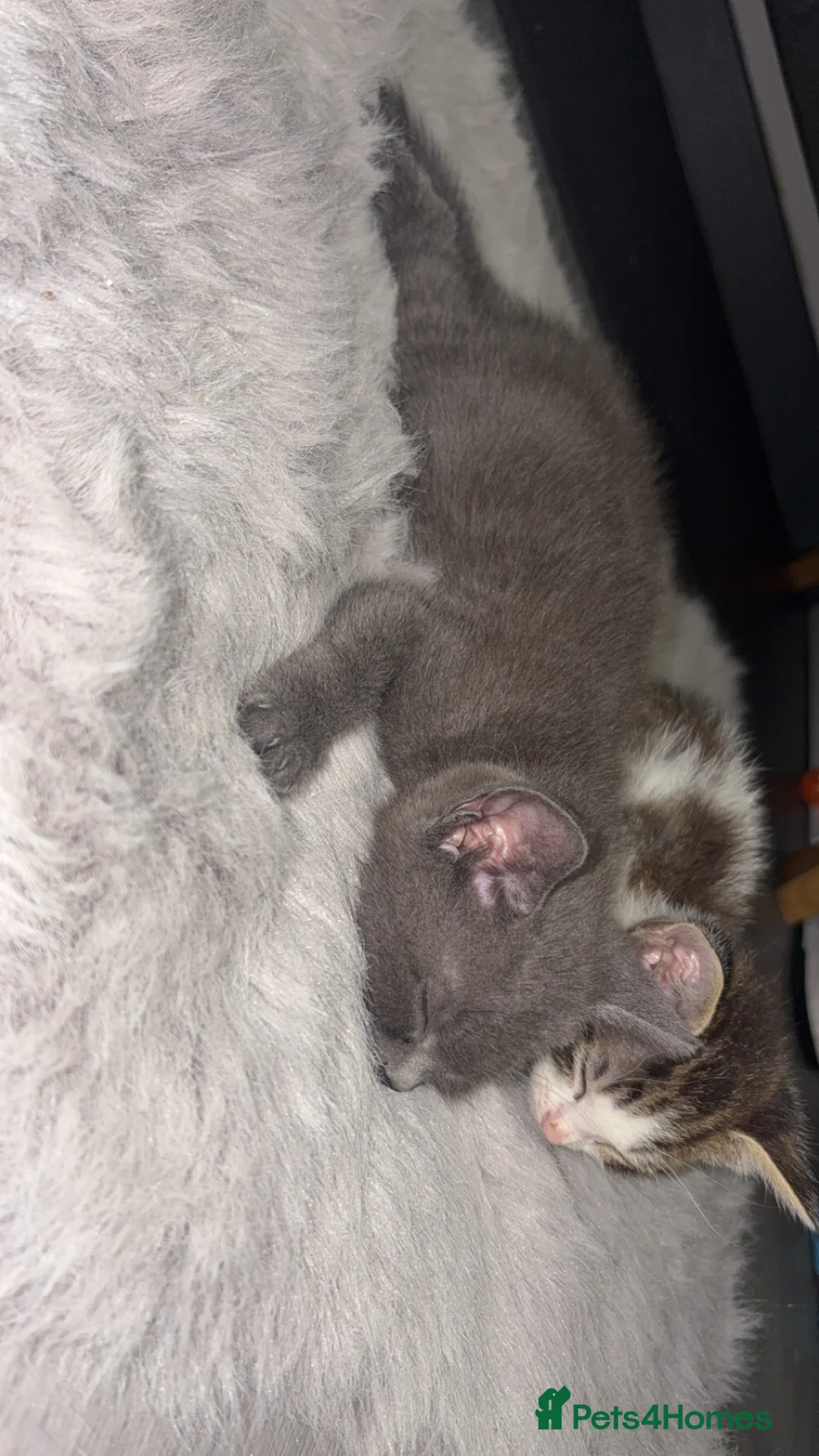 Mixed Breed cats for sale: Baby grey kitten - Advert 2