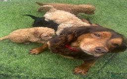 Cockapoo dogs for sale: Cocapoos f1  - Image 3
