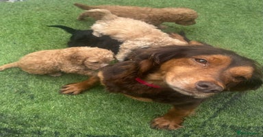Cockapoo dogs - Advert 11
