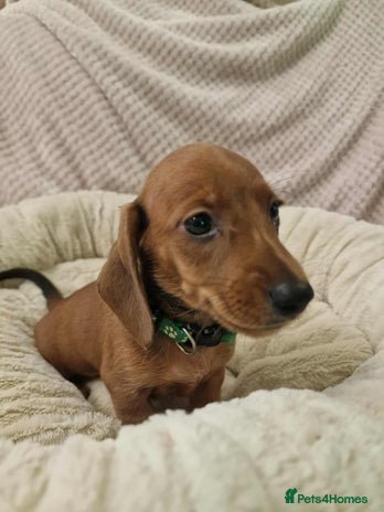 Miniature Dachshund dogs - Advert 1