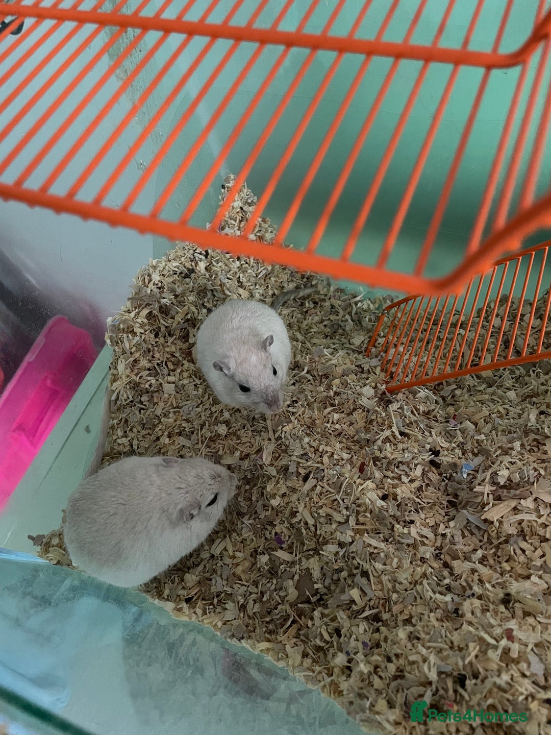 Gerbil rodents for sale: Two female gerbils  - Image 3