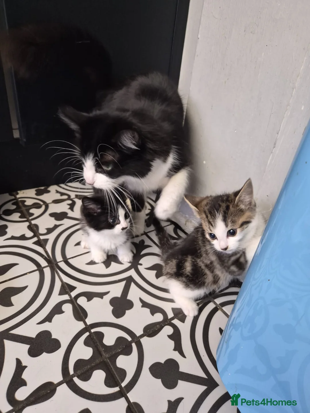 Mixed Breed cats for sale: Lovely fluffy kitten's  in Stoke-on-Trent - Advert 2