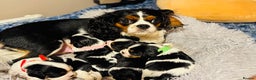 Cavalier King Charles Spaniel dogs for sale: 🐶 Beautiful Cavalier King Charles Puppies - Advert 17