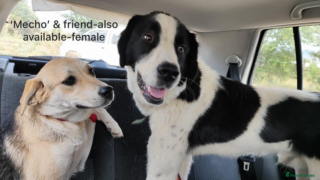 Mixed Breed dogs for adoption: Mecho, 1.5-2 yrs old. Available for adoption. - Image 5