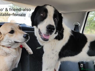 Mixed Breed dogs Mecho, 1.5-2 yrs old... Is RESERVED🎉🎉 - Advert 12