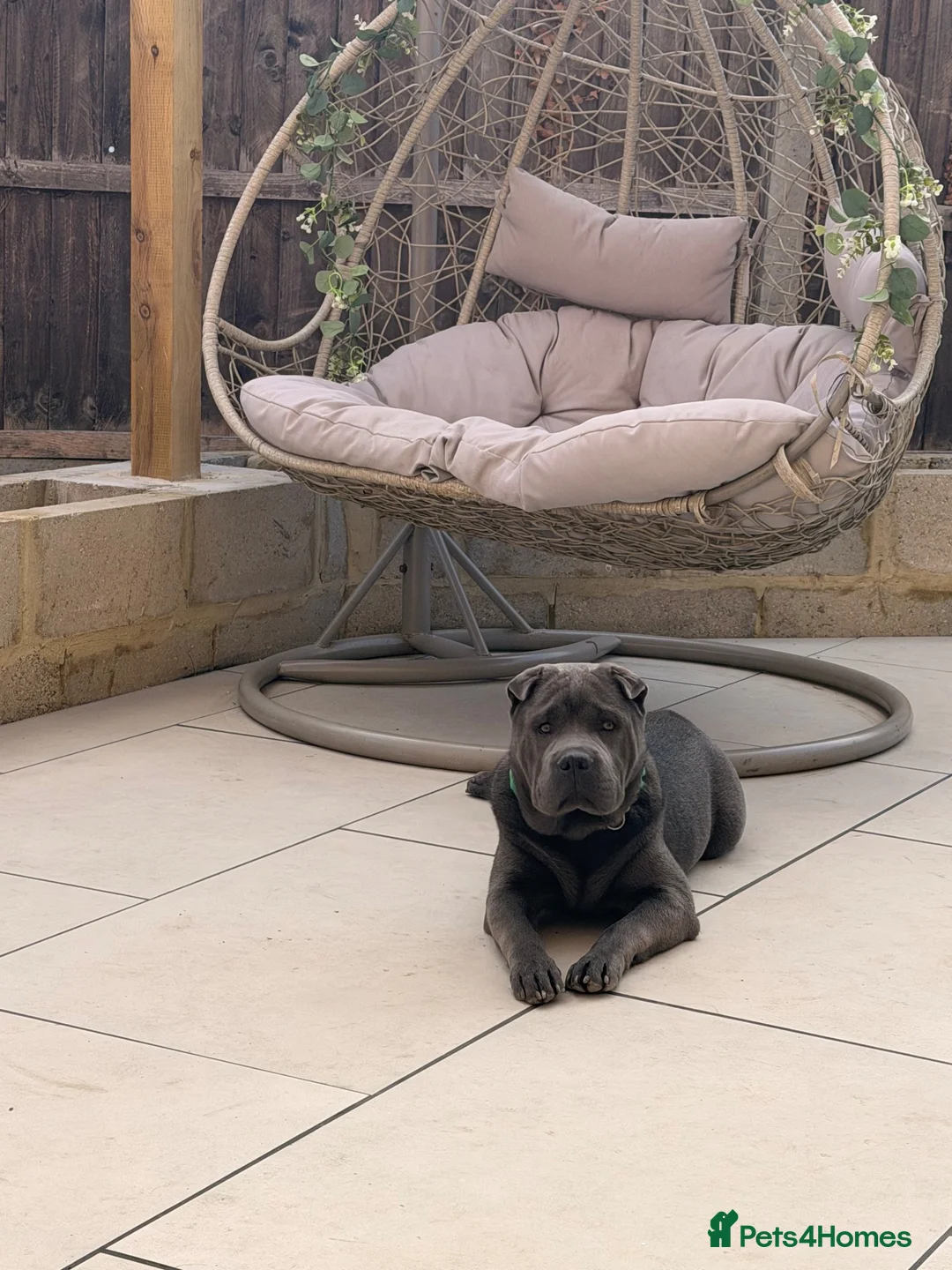 Mixed Breed dogs for sale: BEAUTIFUL BAGEL 💚 in London - Advert 2