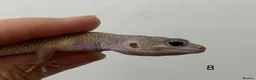 Leopard Gecko reptiles for sale: Baby leopard geckos £40 to £60 - Advert 16