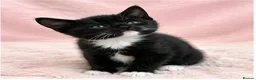European cats for sale: Kittens  - Advert 4