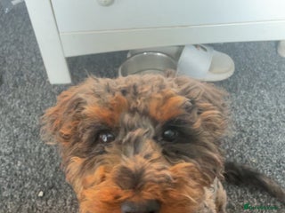 Cockapoo dogs Merle cockapoo for stud - Advert 1