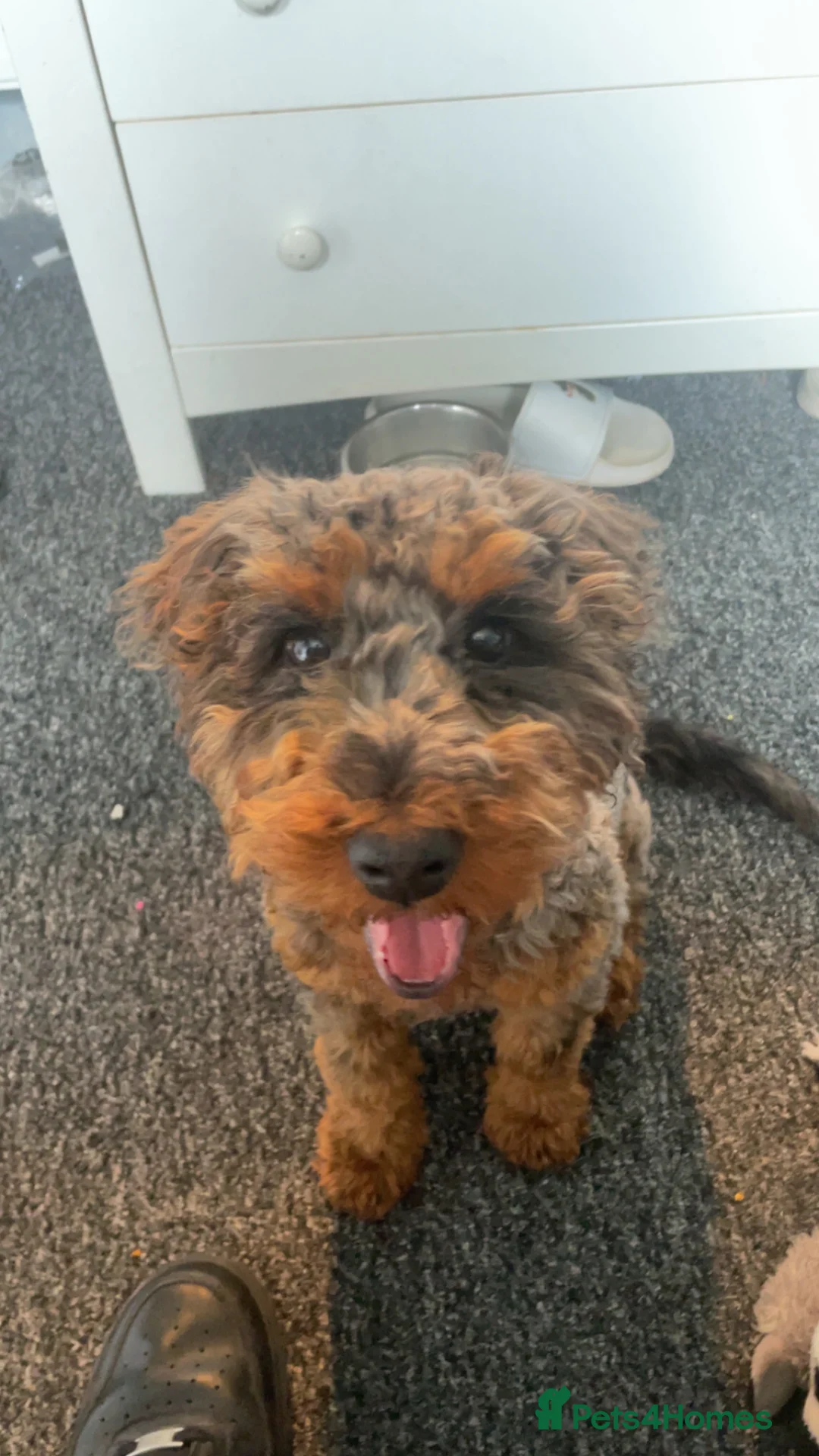 Cockapoo dogs for stud: Merle cockapoo for stud  - Advert 1