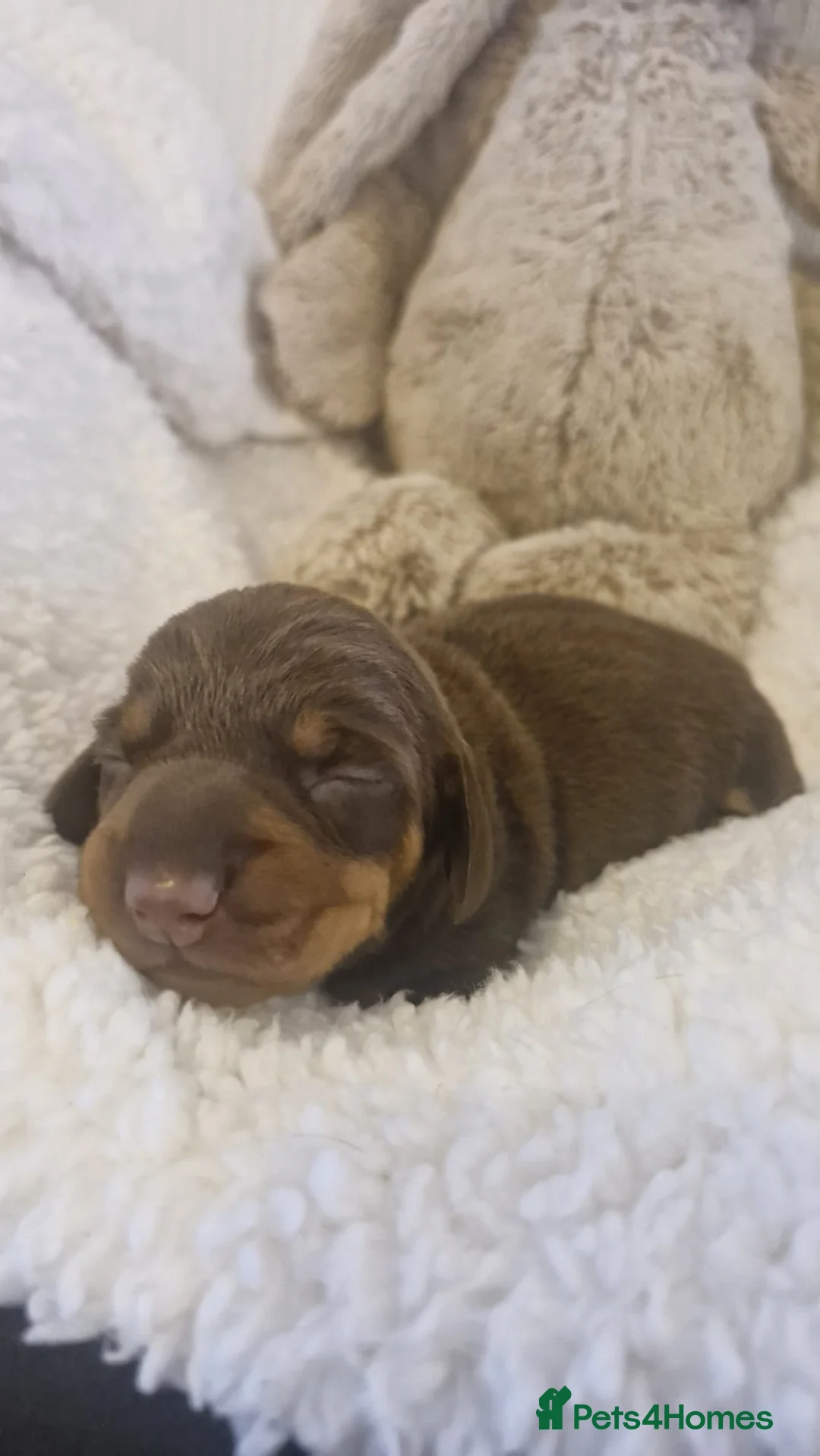 Miniature Dachshund dogs for stud: ⭐️ TRIGGER⭐️ smooth hair Isabella & Tan STUD in Mexborough - Advert 39