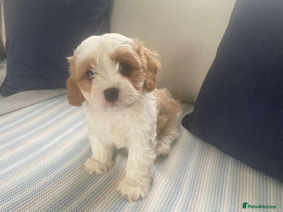 Cavachon dogs for sale: Cavachon puppies  - Image 10