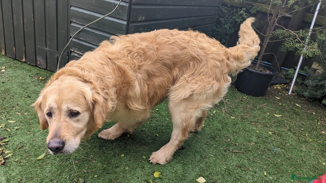 Golden Retriever dogs for stud: Golden retriever stud in Peterborough - Advert 4