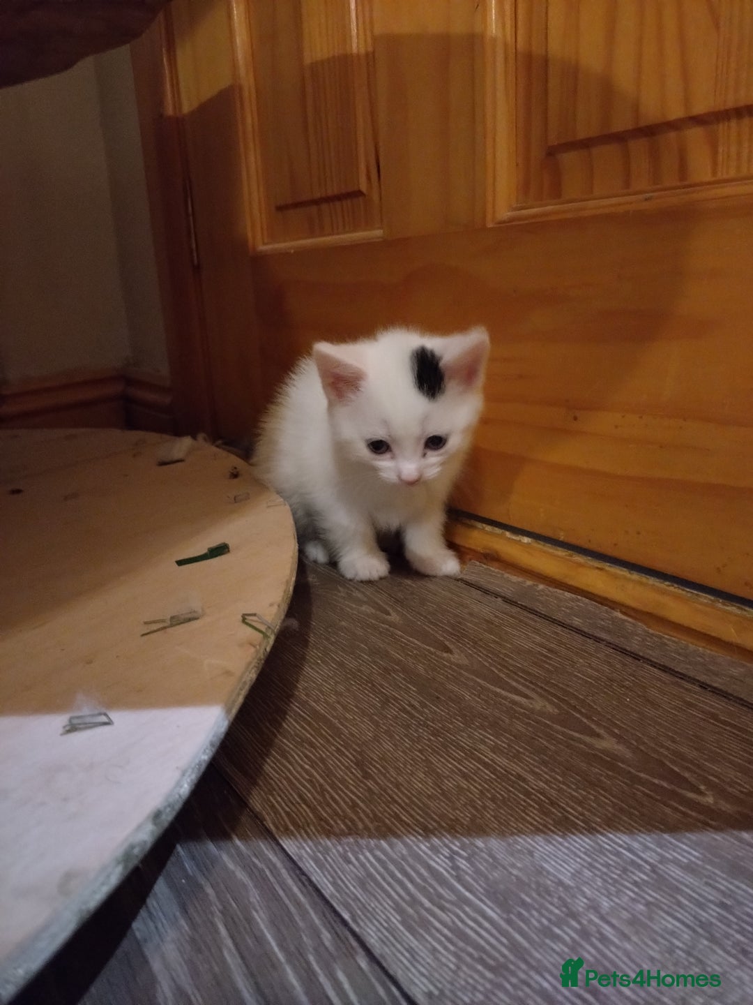 British Shorthair cats for sale: Kittens for sale  - Advert 3