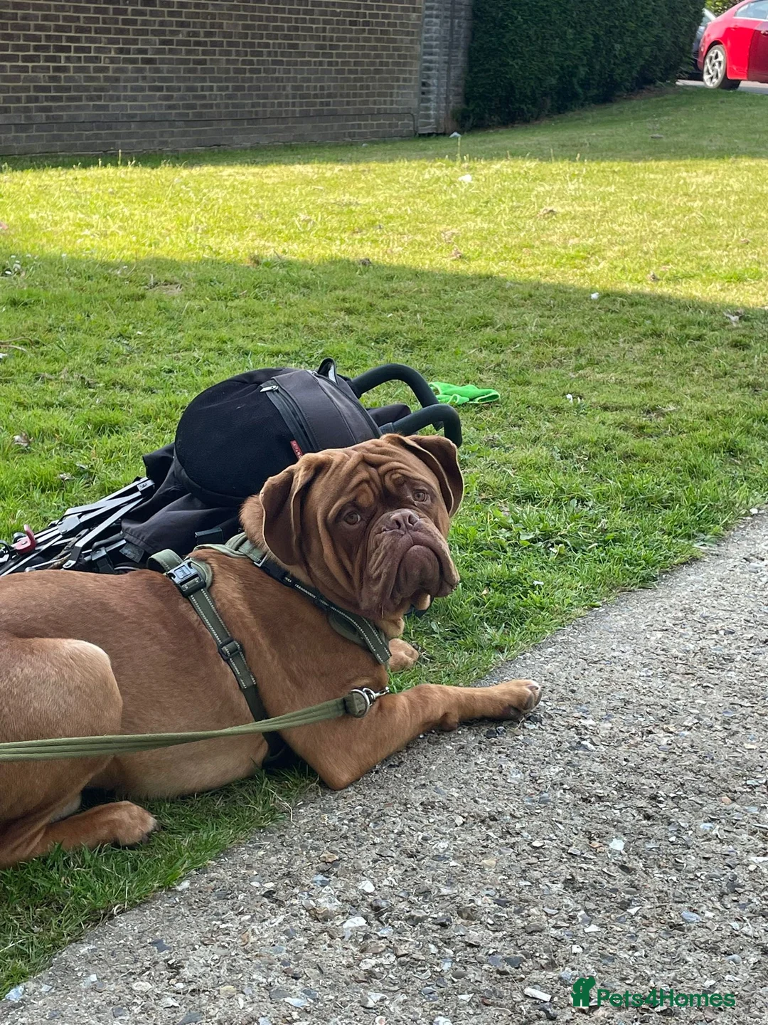 Dogue De Bordeaux dogs for stud: FREE Stud Dogue - Advert 2