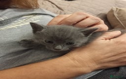 Russian Blue cats for sale: Pure Russian Blue kittens 2 boys one girl - Image 7