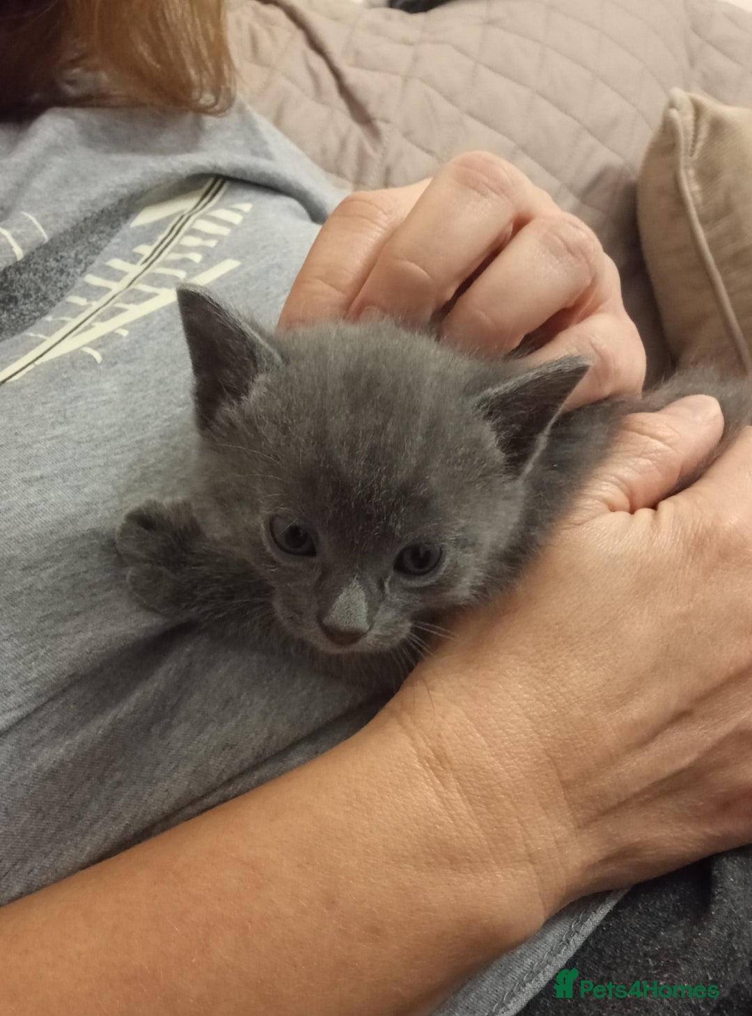 Russian Blue cats for sale: Pure Russian Blue kittens 2 boys one girl - Image 7