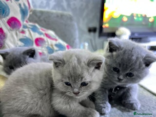 American Shorthair cats - Advert 23