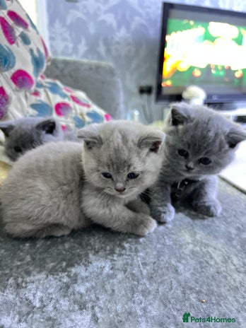 American Shorthair cats - Advert 1