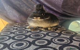 Netherland Dwarf rabbits for sale: Netherland dwarf rabbits bred from show stock  - Image 2